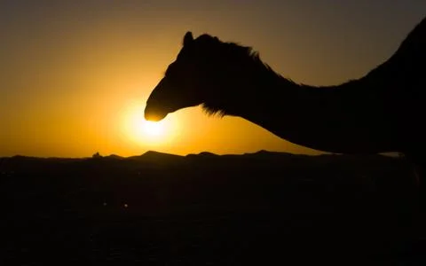 Dromedary in desert Foto stock