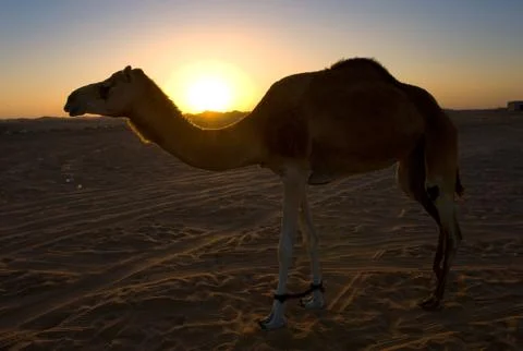 Dromedary in desert Stock Photos