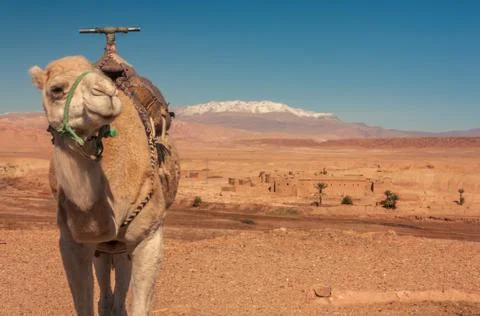 Dromedary in the desert Fotos de archivo