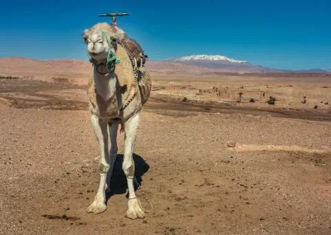 Dromedary in the desert Stock Photos