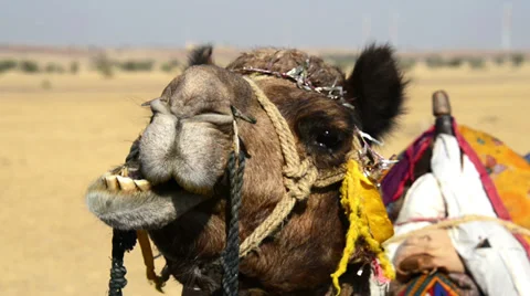 Dromedary eating Stock Footage 38432519