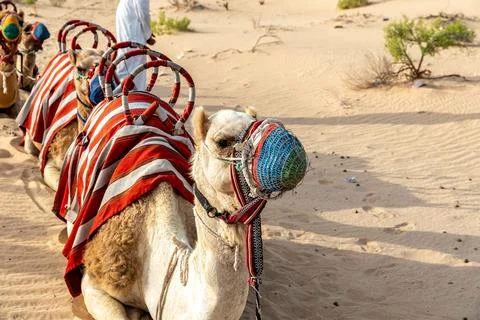 Dromedary looking to the side Stock Photos