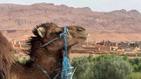 Dromedary in Morocco Stock Footage 288335603