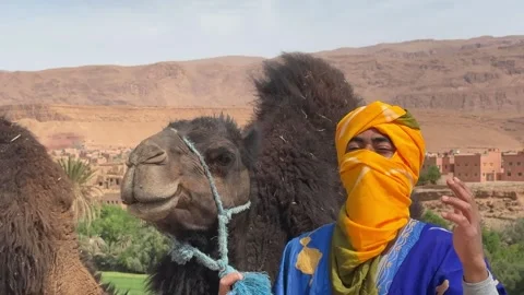 Dromedary in Morocco with its driver Stock Footage 289330214