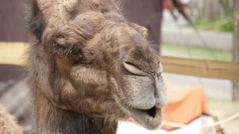 Dromedary muzzle in fair Video stock 138250341
