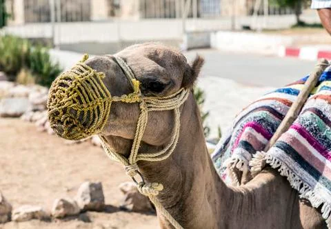 Dromedary 库存照片