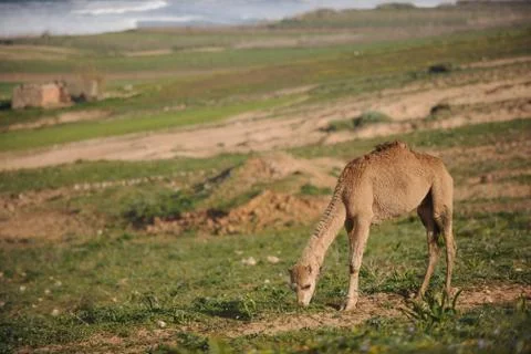 Dromedary Stock Photos