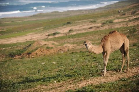 Dromedary Stock Photos