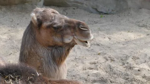 A dromedary. Fotos Stock