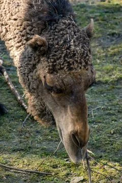 Dromedary Stock Photos