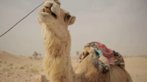Dromedary at rest Stock Footage 71785633