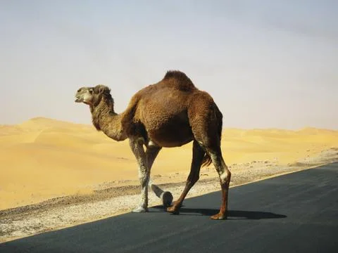 Dromedary on the road Stock Photos