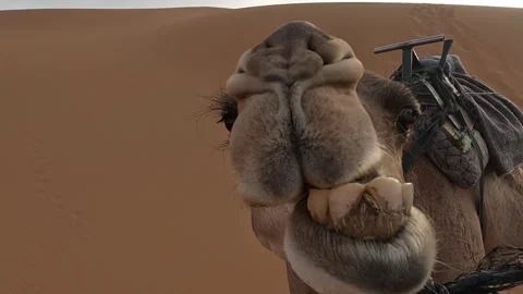 Dromedary ruminating on the dunes of the Sahara Stock Footage 256306593