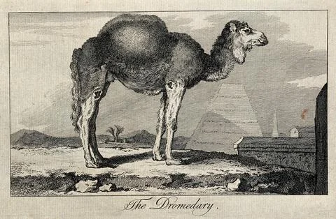 A dromedary standing in an exotic landscape. Etching. Stock Illustration
