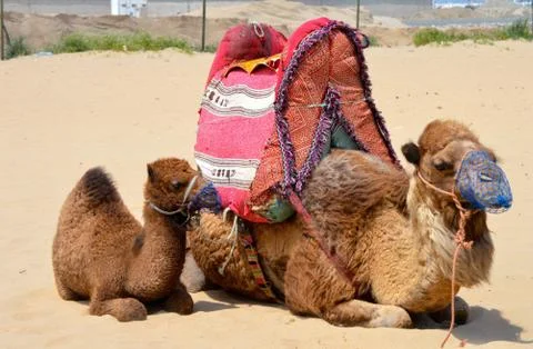 Dromedarys 写真素材