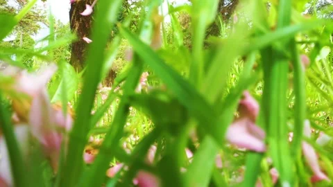 DRON avarija Video stock 170573070