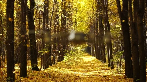 Dron DJi Mavic 2 Pro - Autumn forest Stock Footage 162735796