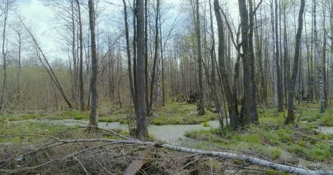 Dron flies among the bare trees of thickets Stock Footage 105219284