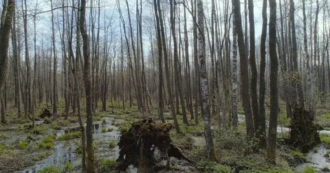 Dron flies among the bare trees of thickets Stock Footage 119215032