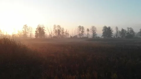 Dron flight over hazy meadow on sunny autumn morning. Stock Footage 147742084