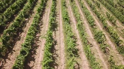 Dron flight over the vineyard Stock Footage 142458464