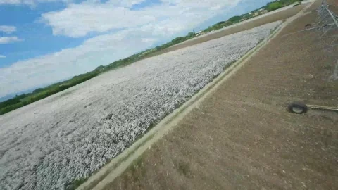 DRON FPV cotton crops Stock Footage 241204973