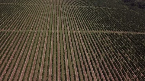 Dron on long rows of vineyards Stock Footage 142458417