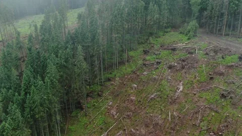 Dron shot through the clouds of the terrible deforestation in the Carpathian Stock Footage 168660868