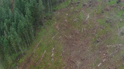 Dron shot through the clouds of the terrible deforestation in the Carpathian Stock Footage 168747961