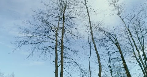 Dron soars past tree trunks in autumnal deciduous forest Stock Footage 119214689