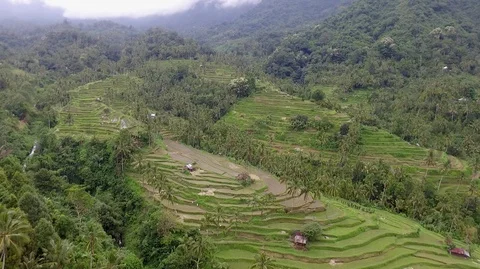 Dron video of paddy fields - flooded rice fields of Desa Lemukih, Bali, Video stock 128374513