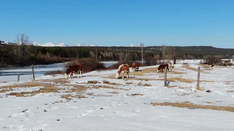 Dron view many cow on snow field graze in countryside on background mountains 4K Stock Footage 128100388