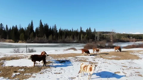 Dron view many cow on snow field graze in countryside on background mountains 4K Stock Footage 128113248