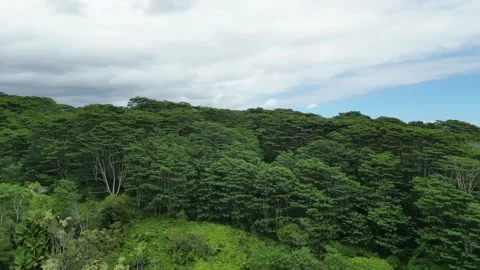 Drone 29 Stock Footage 242537303