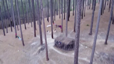 Drone 360 down angle view of a pine tree . Stock Footage 170034653