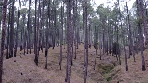 Drone 360 down angle view of a pine tree . Stock Footage 170096985