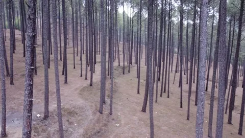 Drone 360 down angle view of a pine tree . Stock Footage 170099286