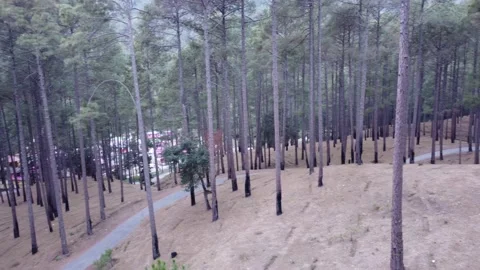 Drone 360 down angle view of a pine tree . Stock Footage 170100575