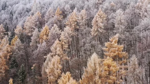 Drone 4K clip of larch trees in a coniferous forest at the start of the winter Video stock 222757531