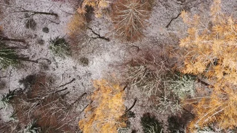 Drone 4K clip of larch trees in a coniferous forest at the start of the winter Video stock 222757644