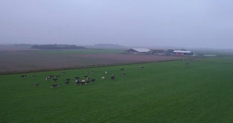 DRONE 4K COW RUNNING FIELD NETHERLANDS TEXEL FARM 2 Stock Footage 102585035