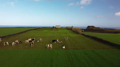 Drone 4K flying over cows in pasture to cliffside house and sea Stock Footage 315250546