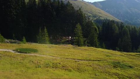 Drone 4K flying over mountain meadow to campsite in pine forest Stock Footage 315270148