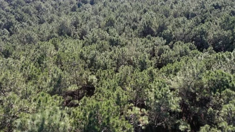 Drone 4k Forest Tilt through Trees and Woods Video stock 169772049