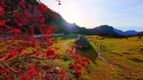 Drone 4K FPV Rotation Over Alpine Chalet And Red Berries Stock Footage 331631384