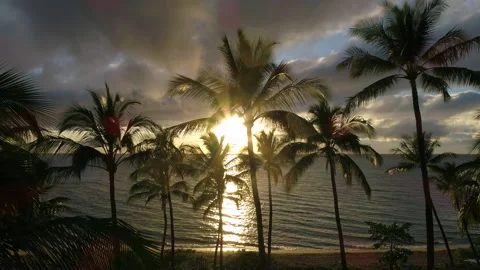 DRONE 4K PALMTREES SUNSET Stock Footage 168659687