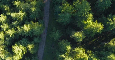 Drone 4K: Topshot of female runner in forrest Vidéo 101367290