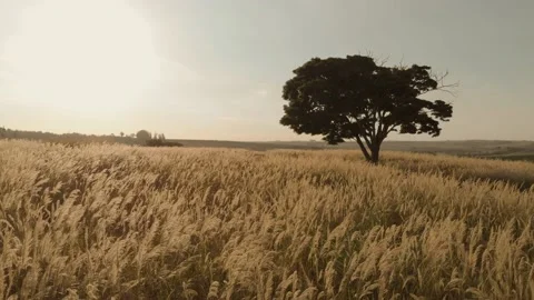Drone 4K - tree in the field Stock Footage 146558799