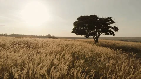 Drone 4K - tree in the field Stock Footage 146559525