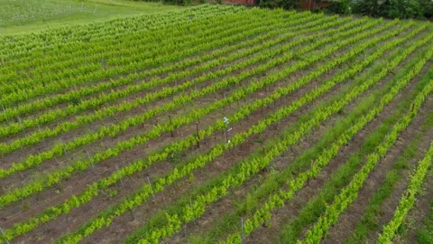 Drone 4k Urban Nature with fields and river Tejo backdrop in Lisbon, Portugal Video stock 169764246